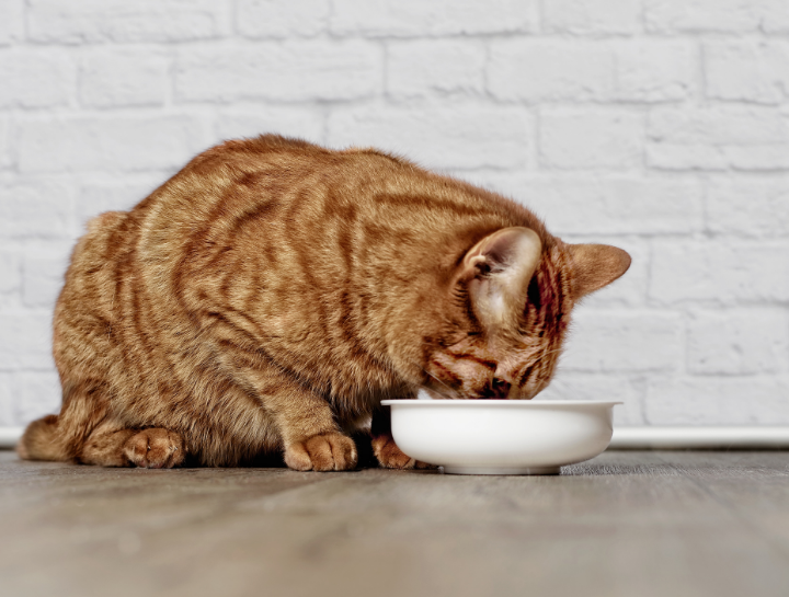 Hills Prescription Diet Changes 2022, Pet Food,